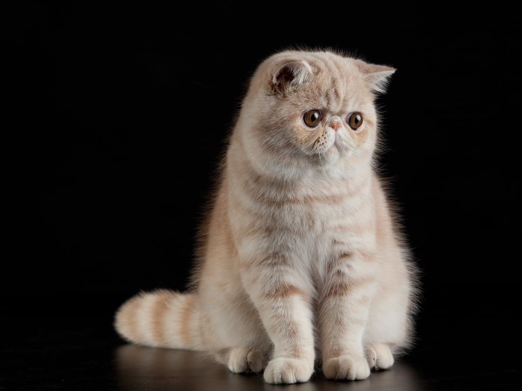 appearance of a Persian cat