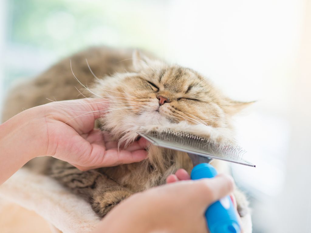 grooming a Persian cat