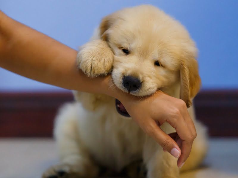 golden-retriever-puppies